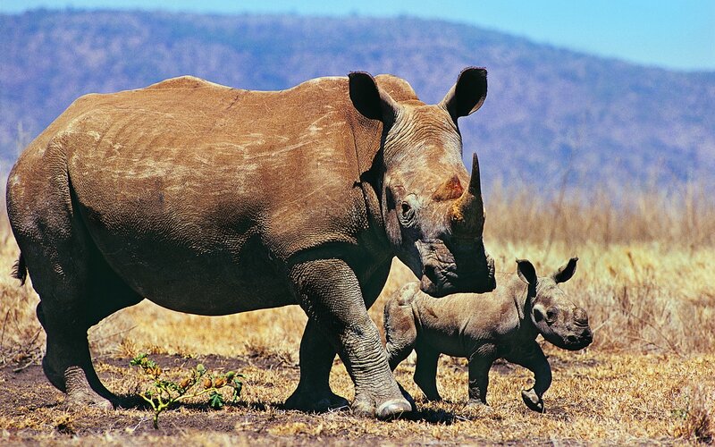 Rhino and calf in savanna