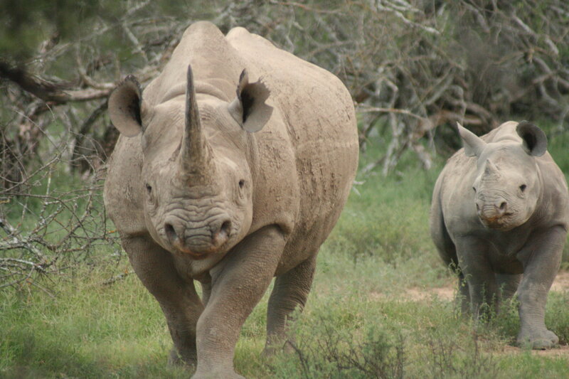 Rhino and calf in the wild