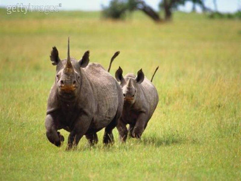 Rhino and calf running