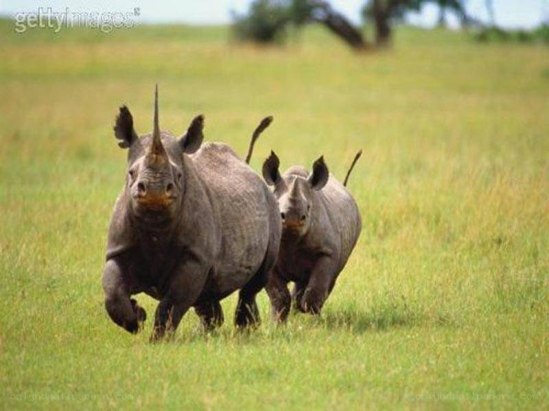 Rhino and calf running