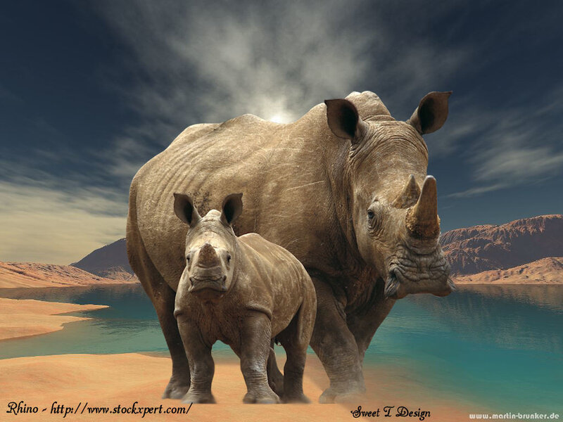 Rhino and Calf