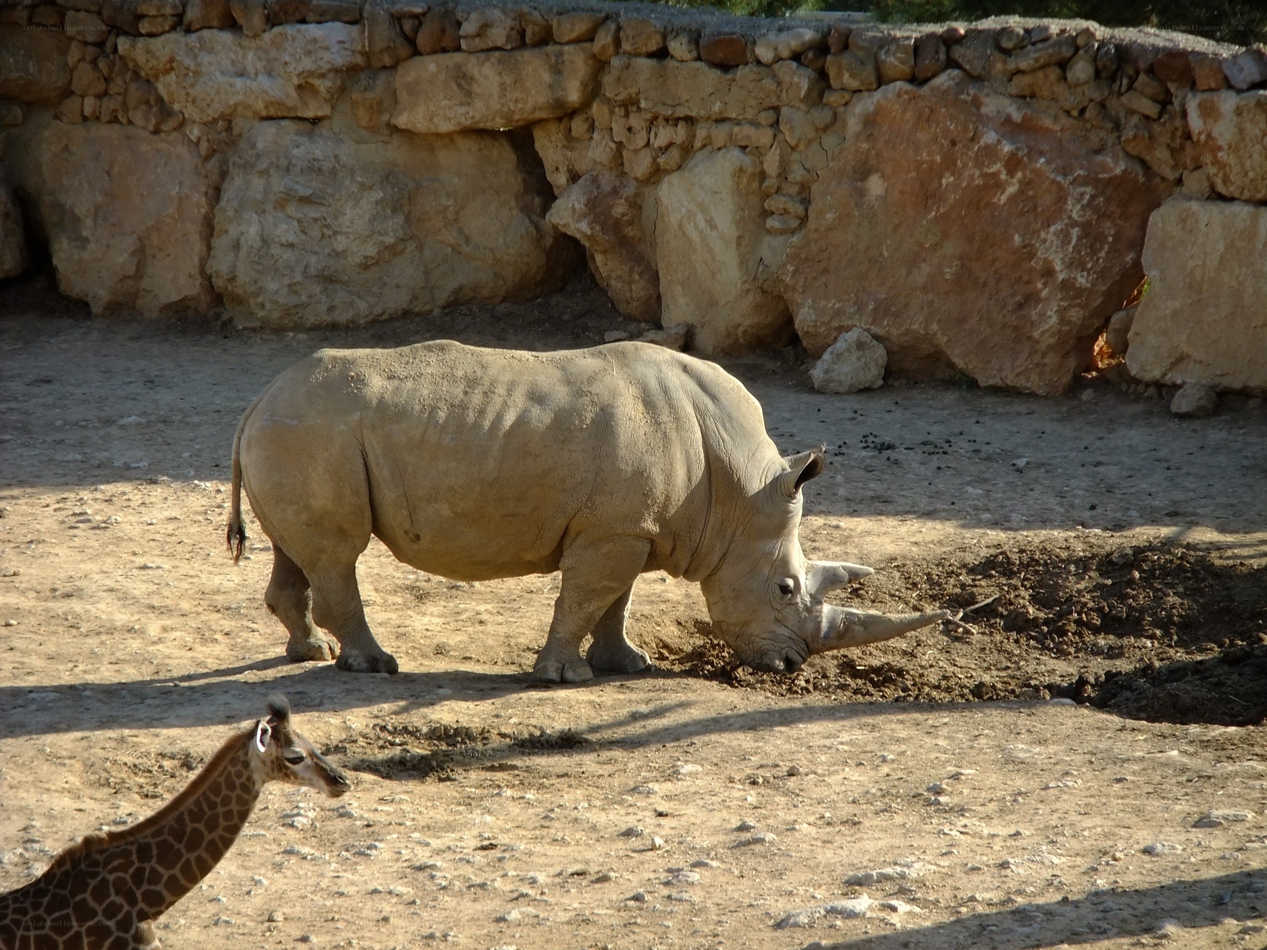 Rhino and giraffe in enclosure
