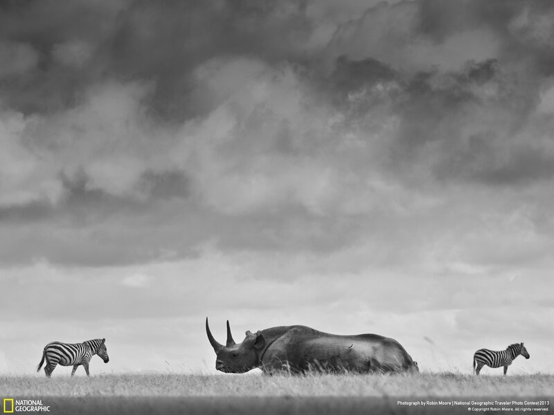 Rhino and zebras on the savanna