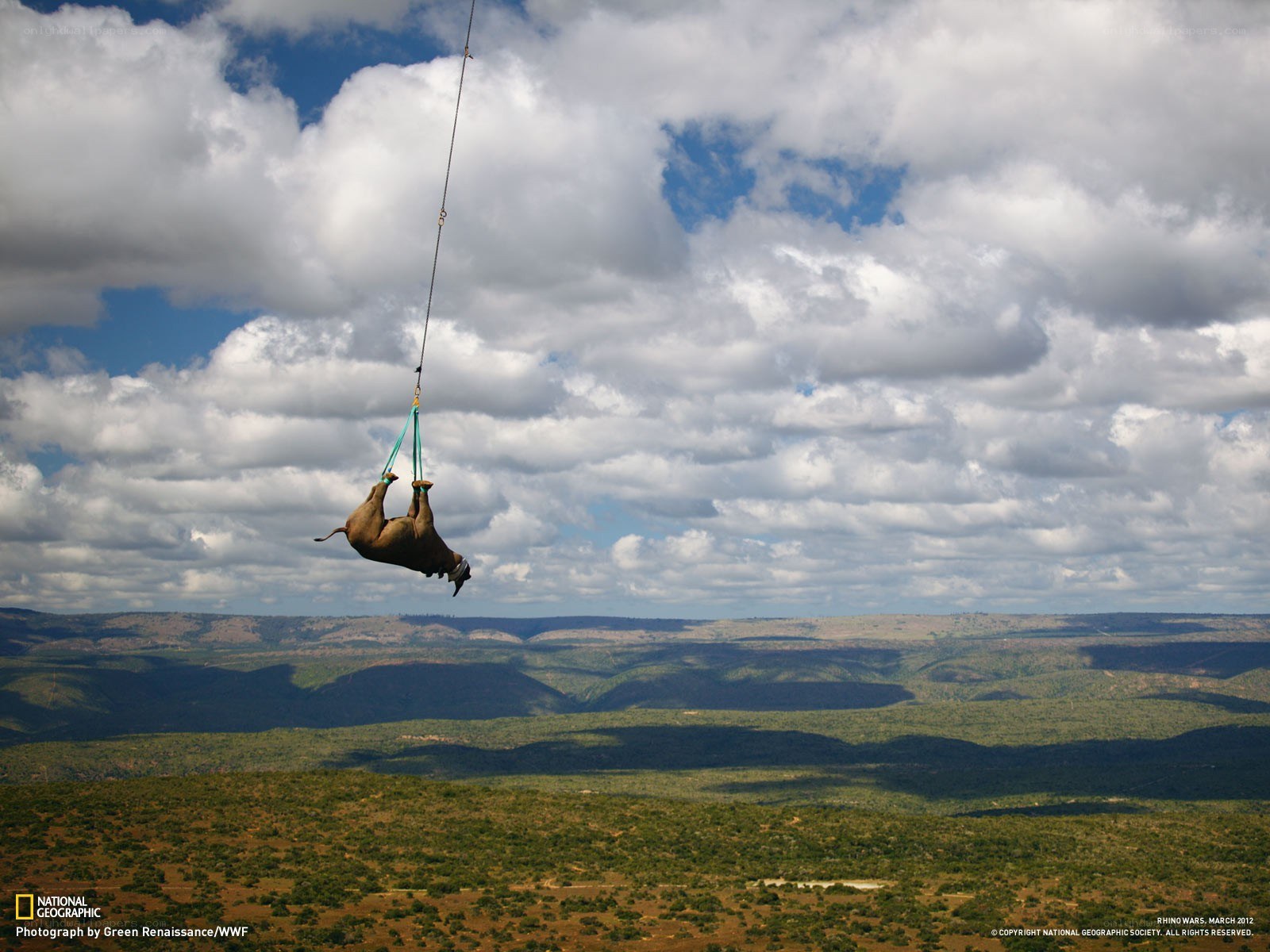 Rhino being airlifted