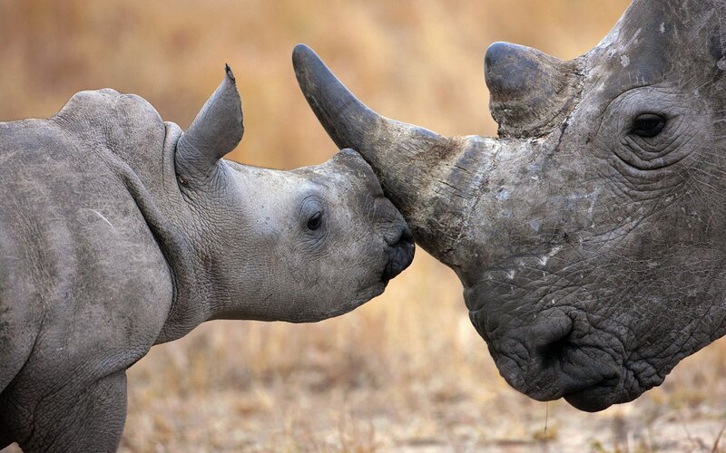 Rhino Calf and Adult