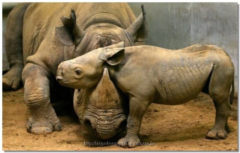 Rhino Calf with Adult — Gray
