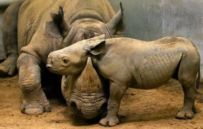 Rhino Calf with Adult