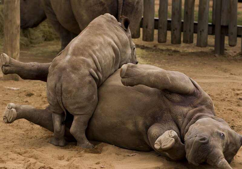Rhino Calves Playing