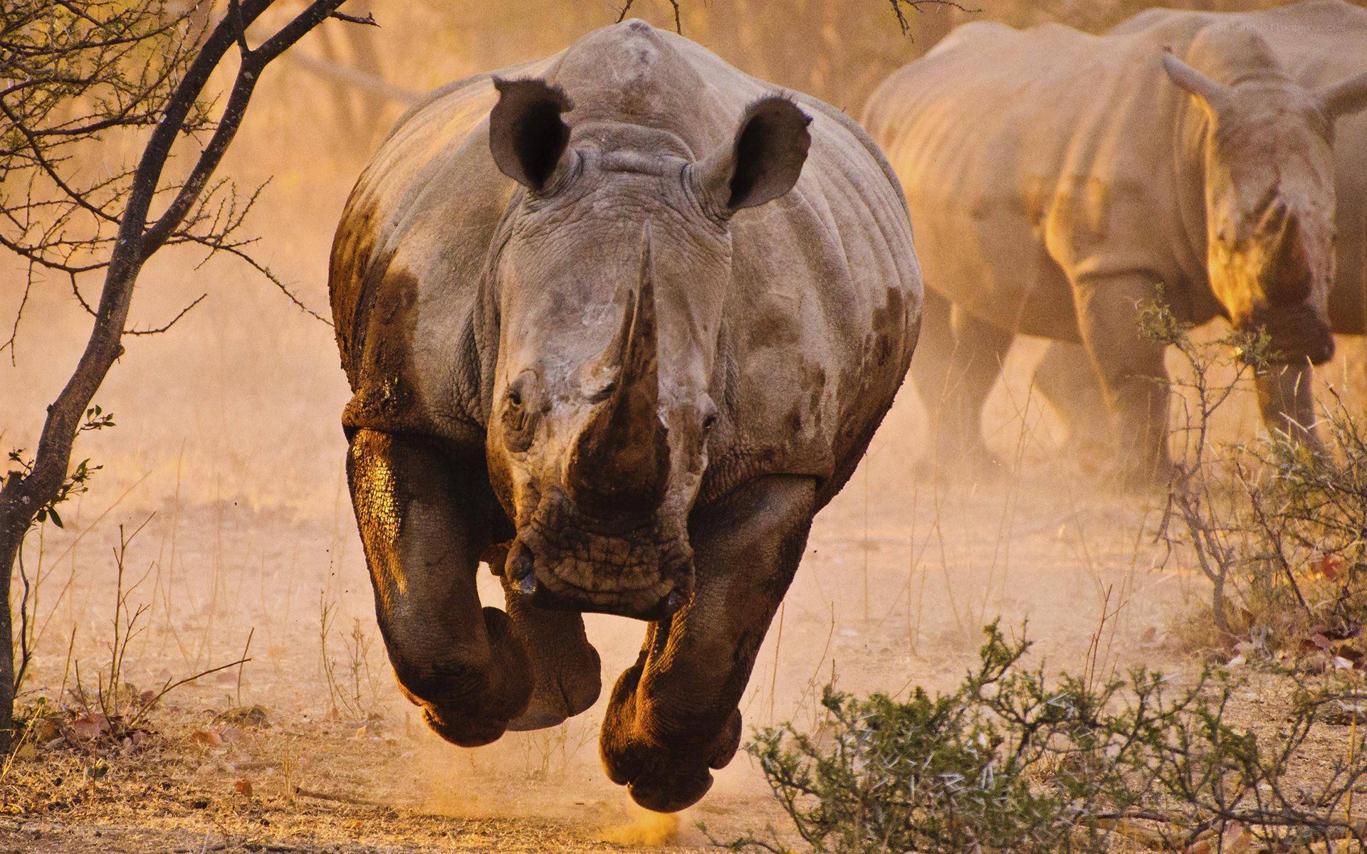 Rhino charging in dust