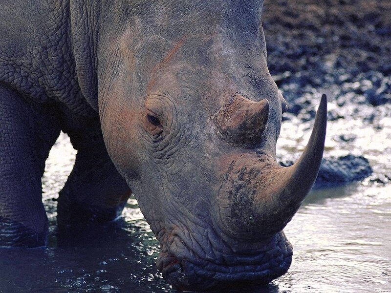Rhino drinking water