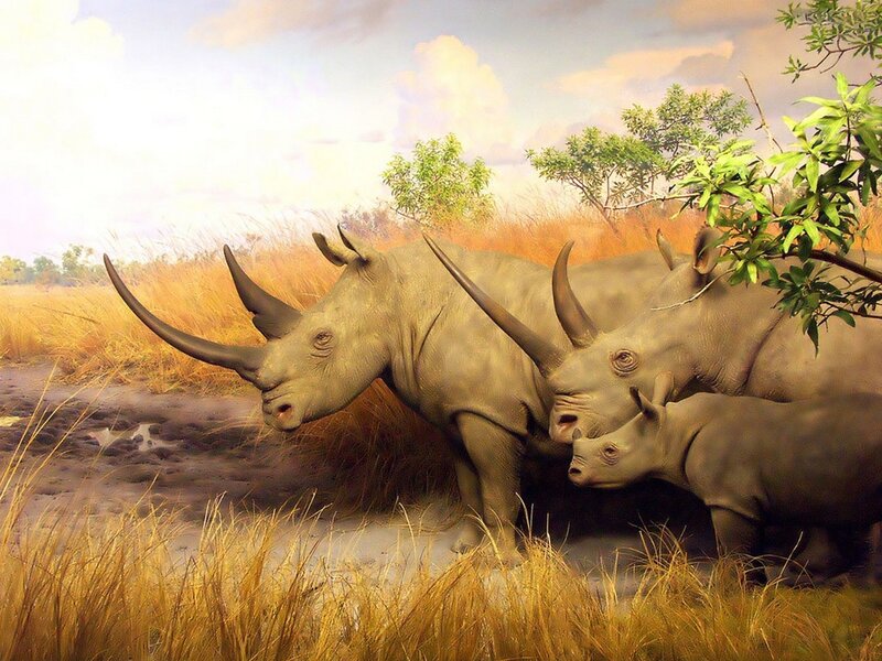 rhino family in savanna