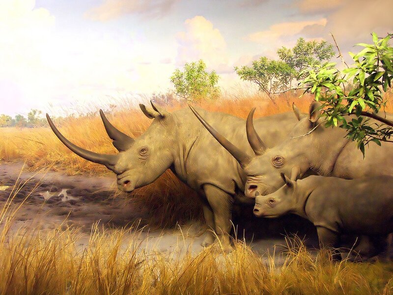 Rhino family in savanna