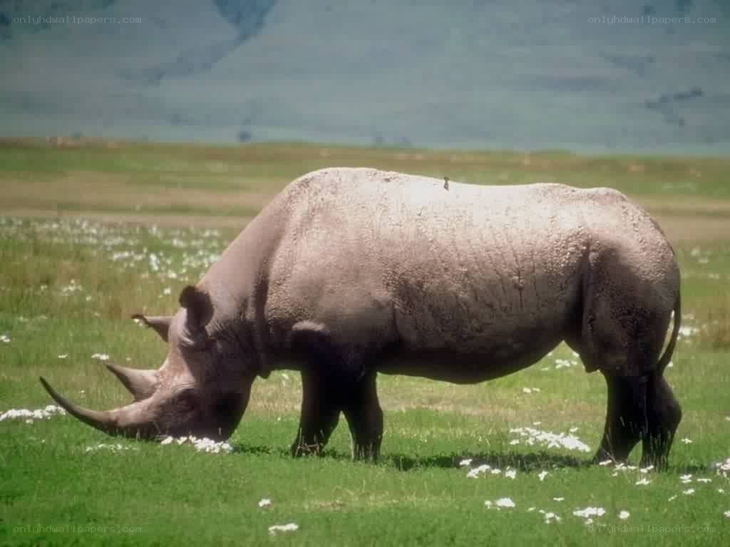 rhino grazing in a field