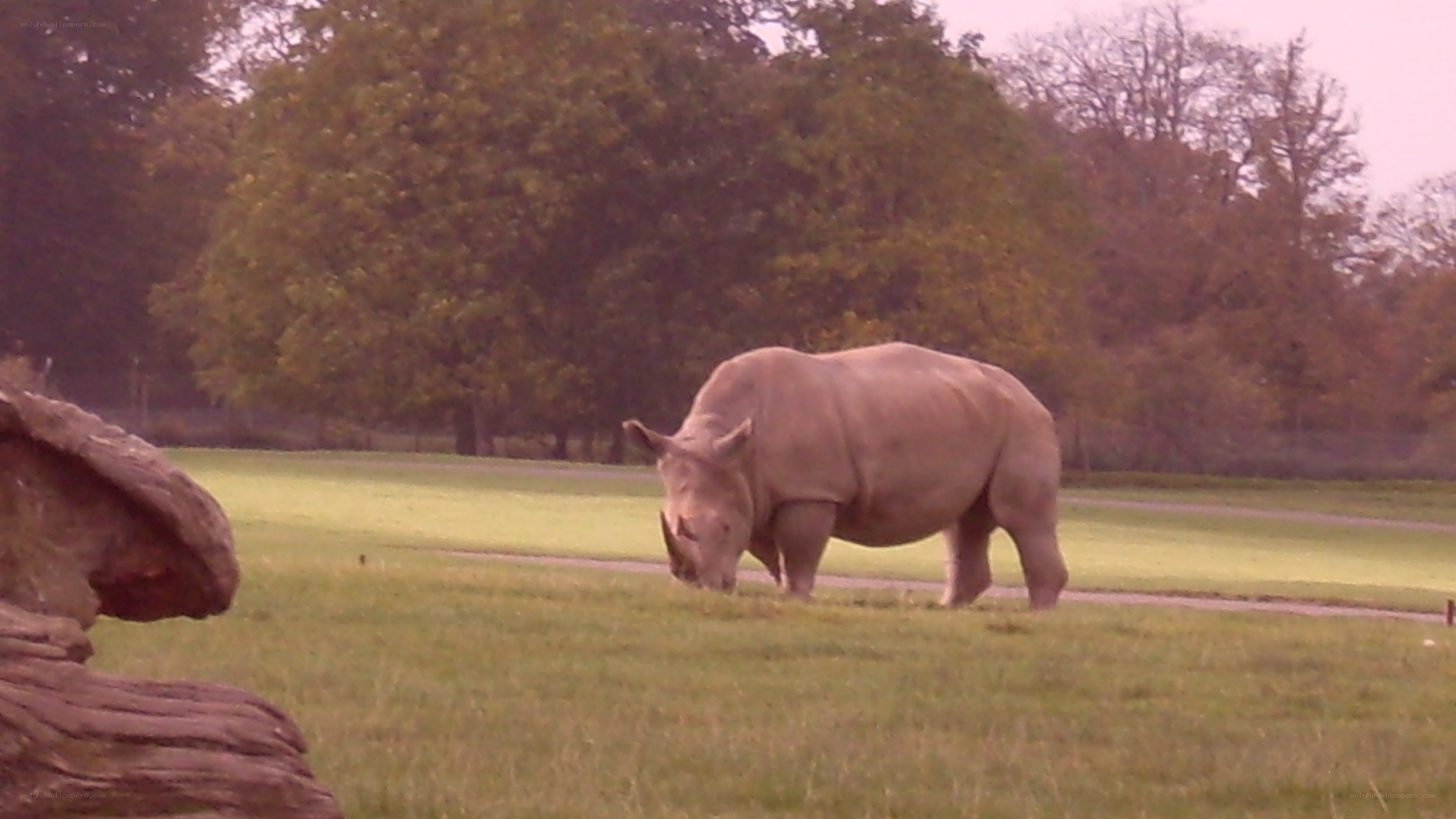 rhino grazing in field