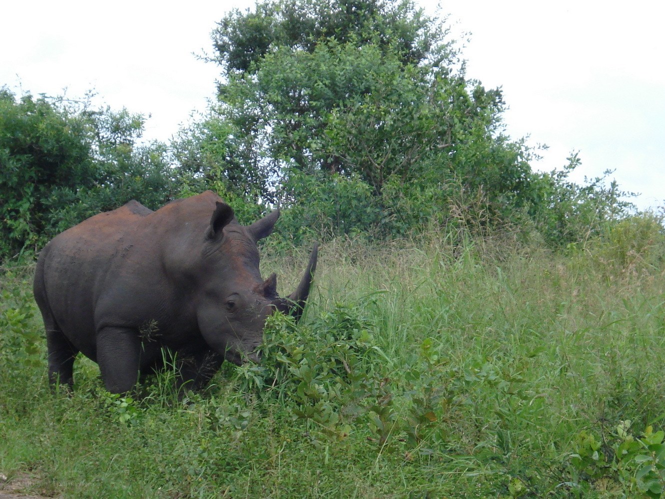 rhino grazing in grass