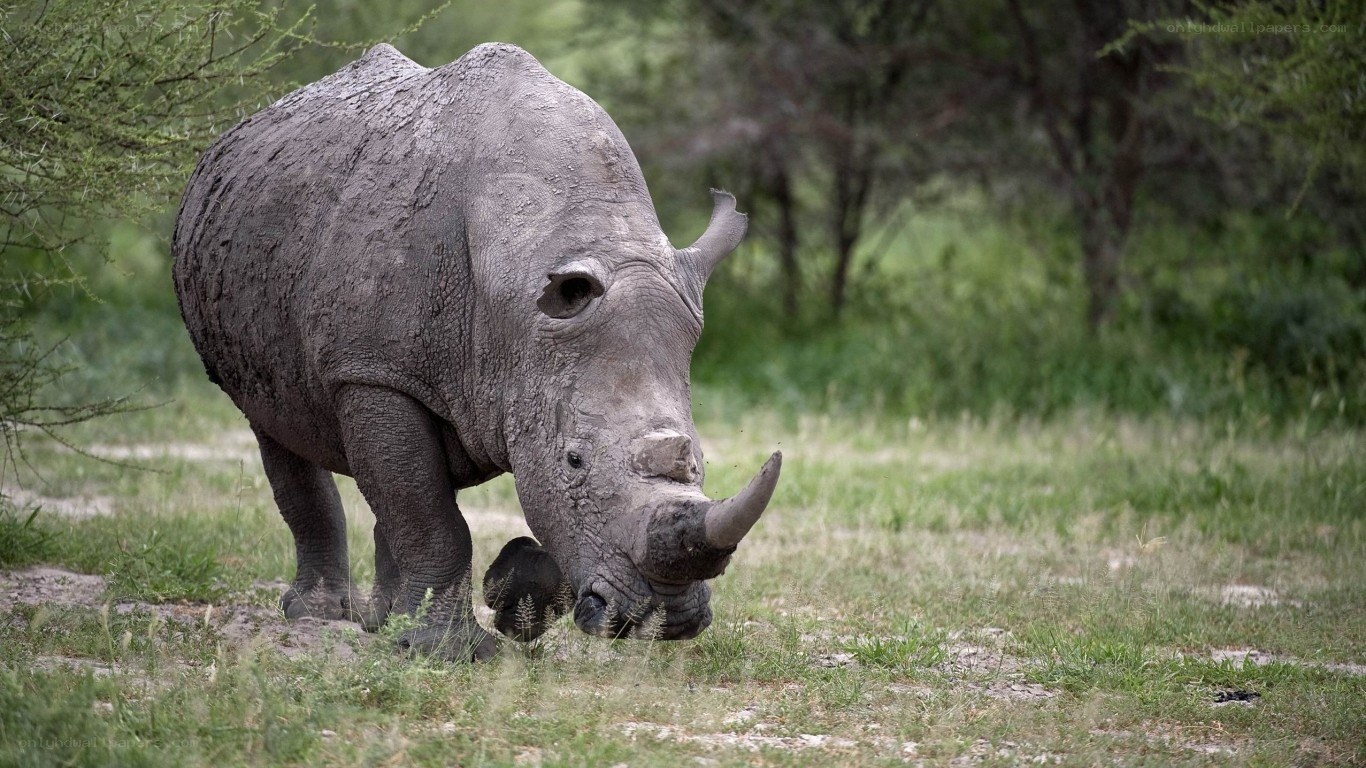 rhino grazing in grassland