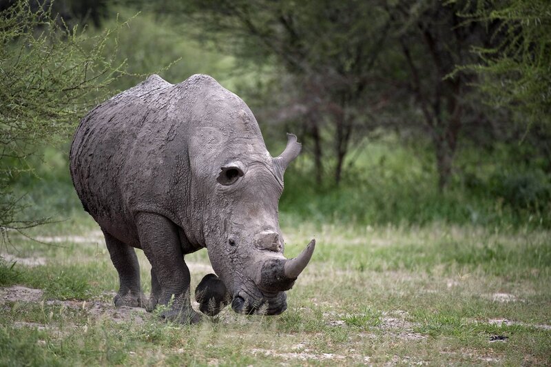 rhino grazing in grassland