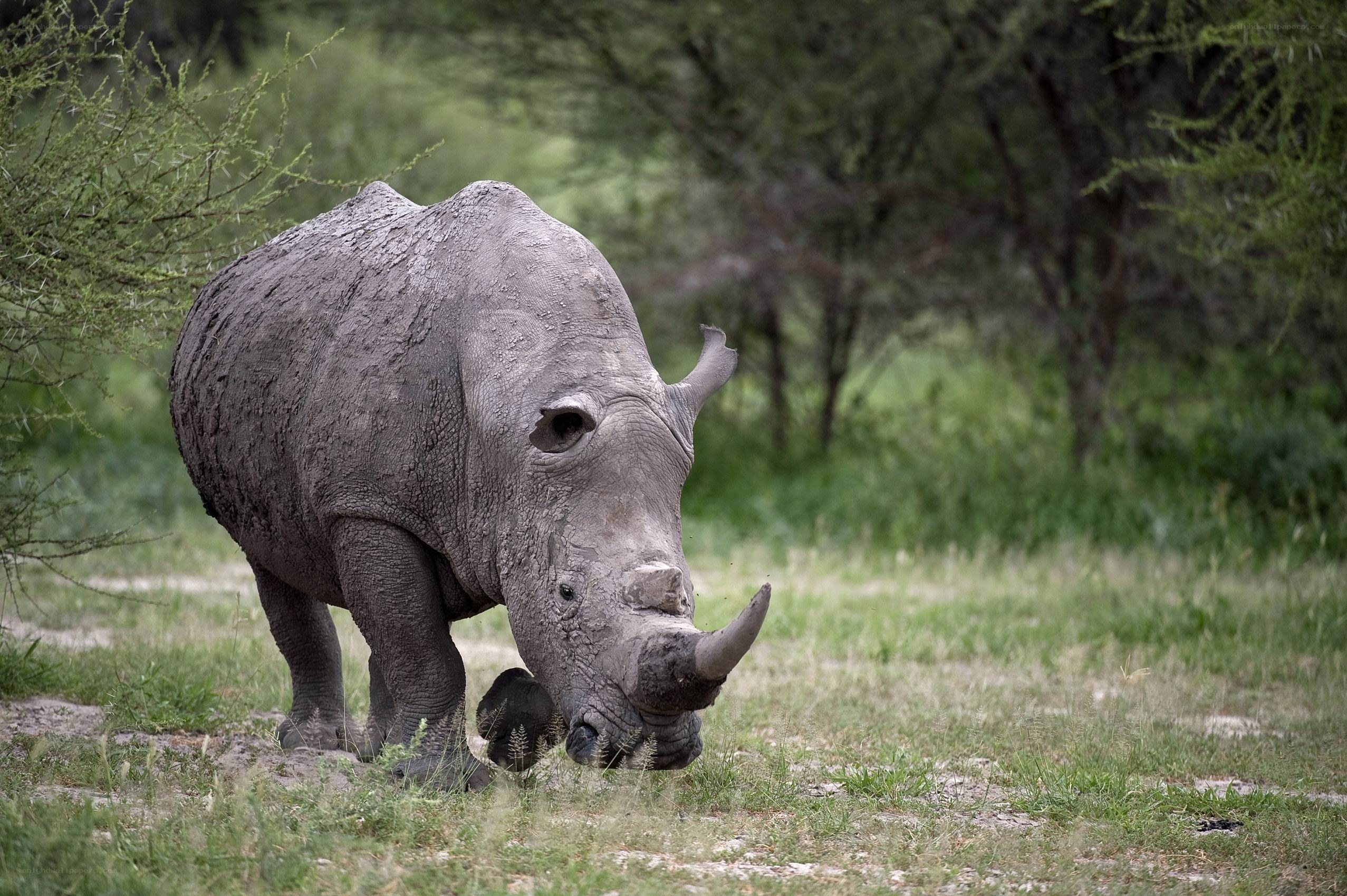 rhino grazing in grassland