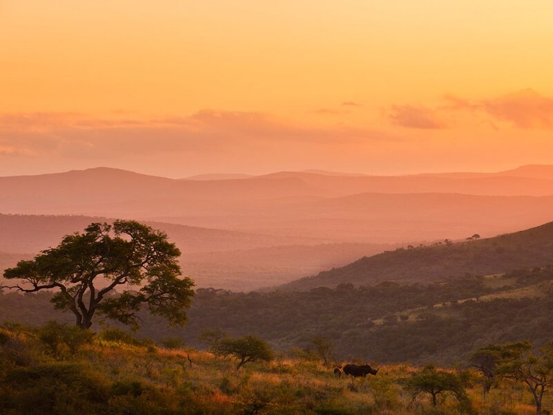 Rhino Grazing in Savanna — Orange