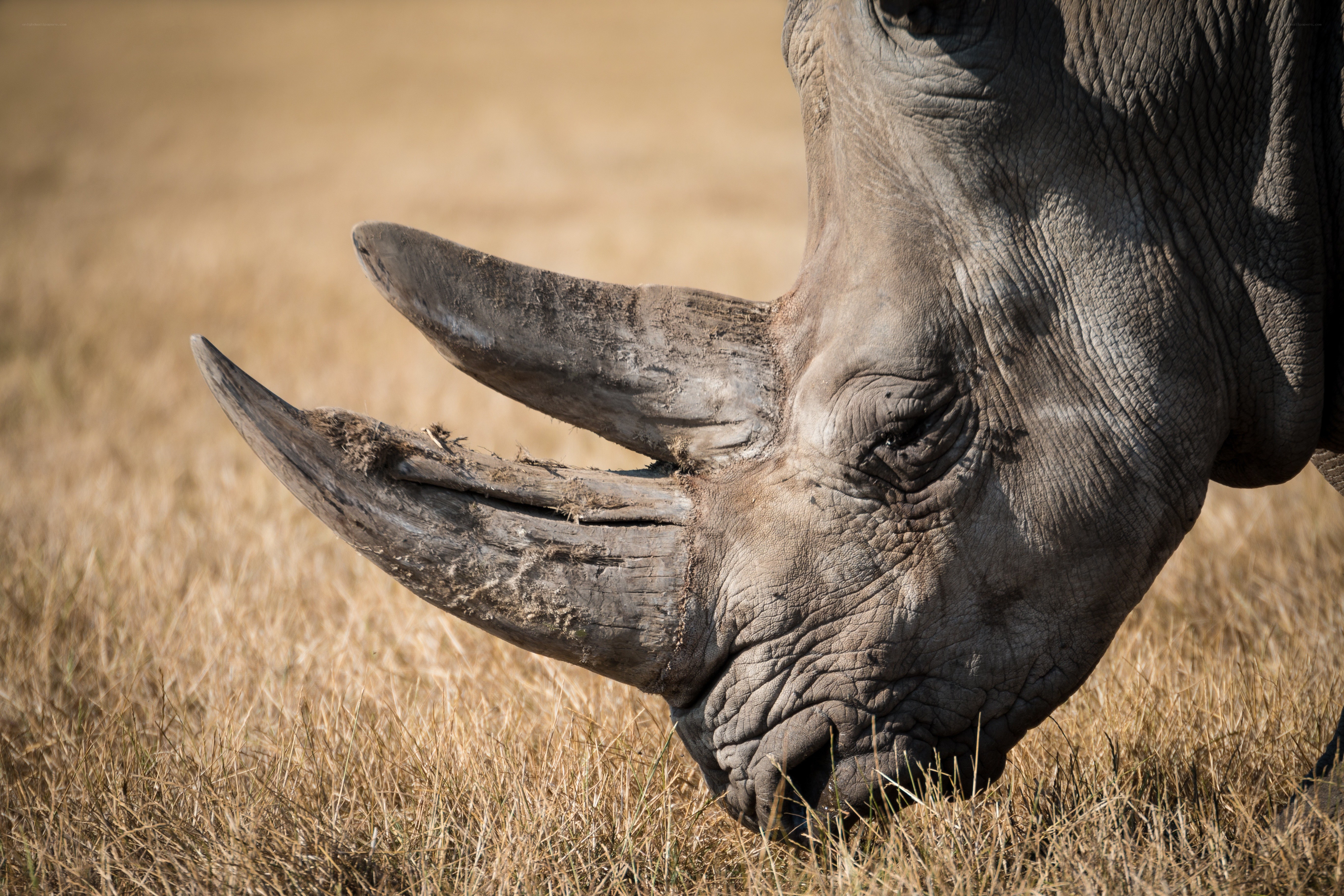 rhino grazing in savanna