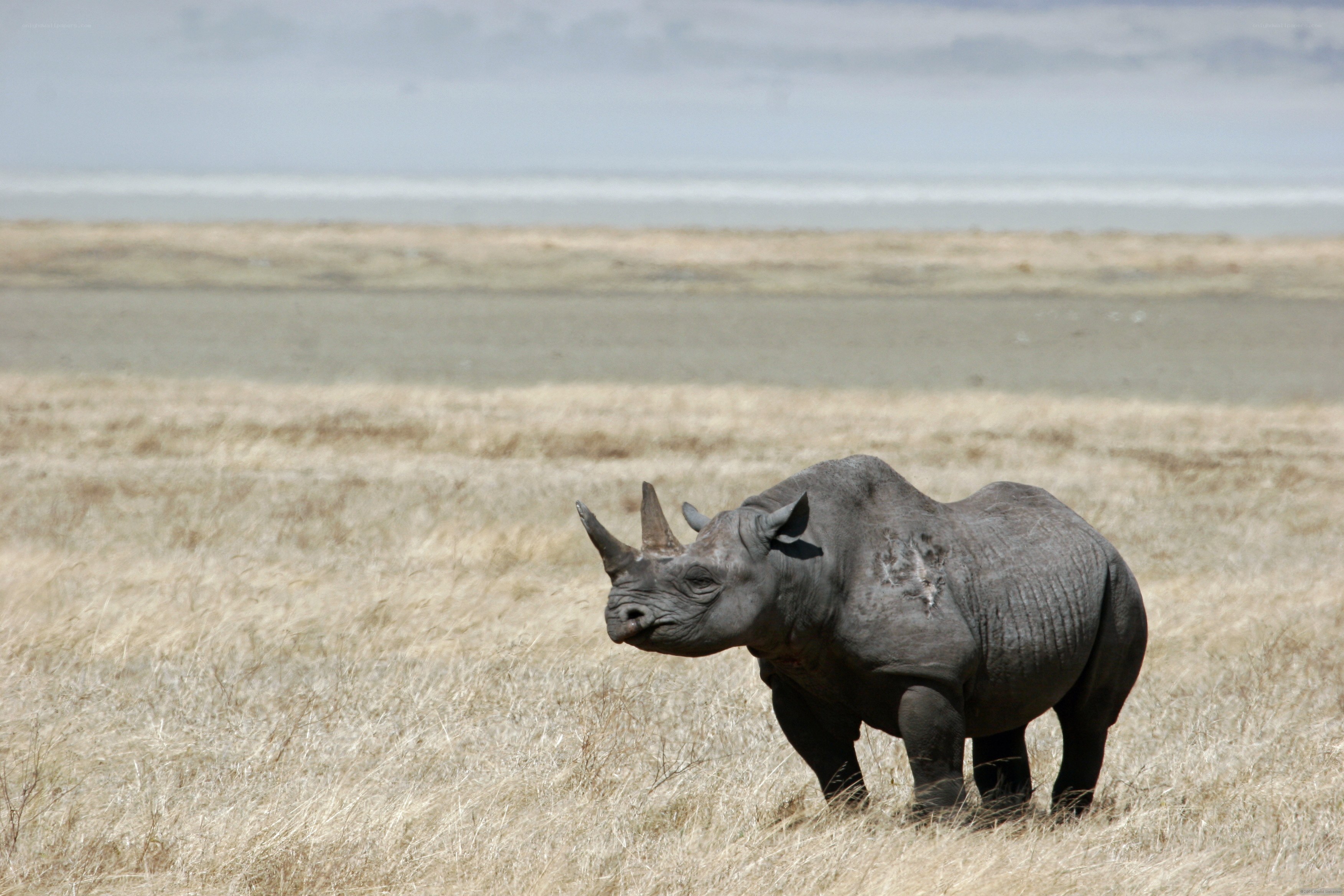 Rhino in a grassy field