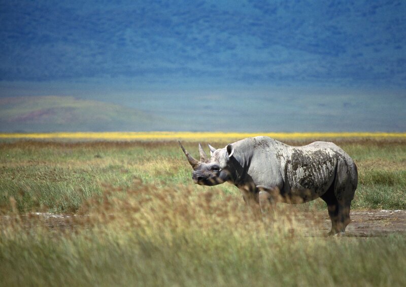 Rhino in a grassy field