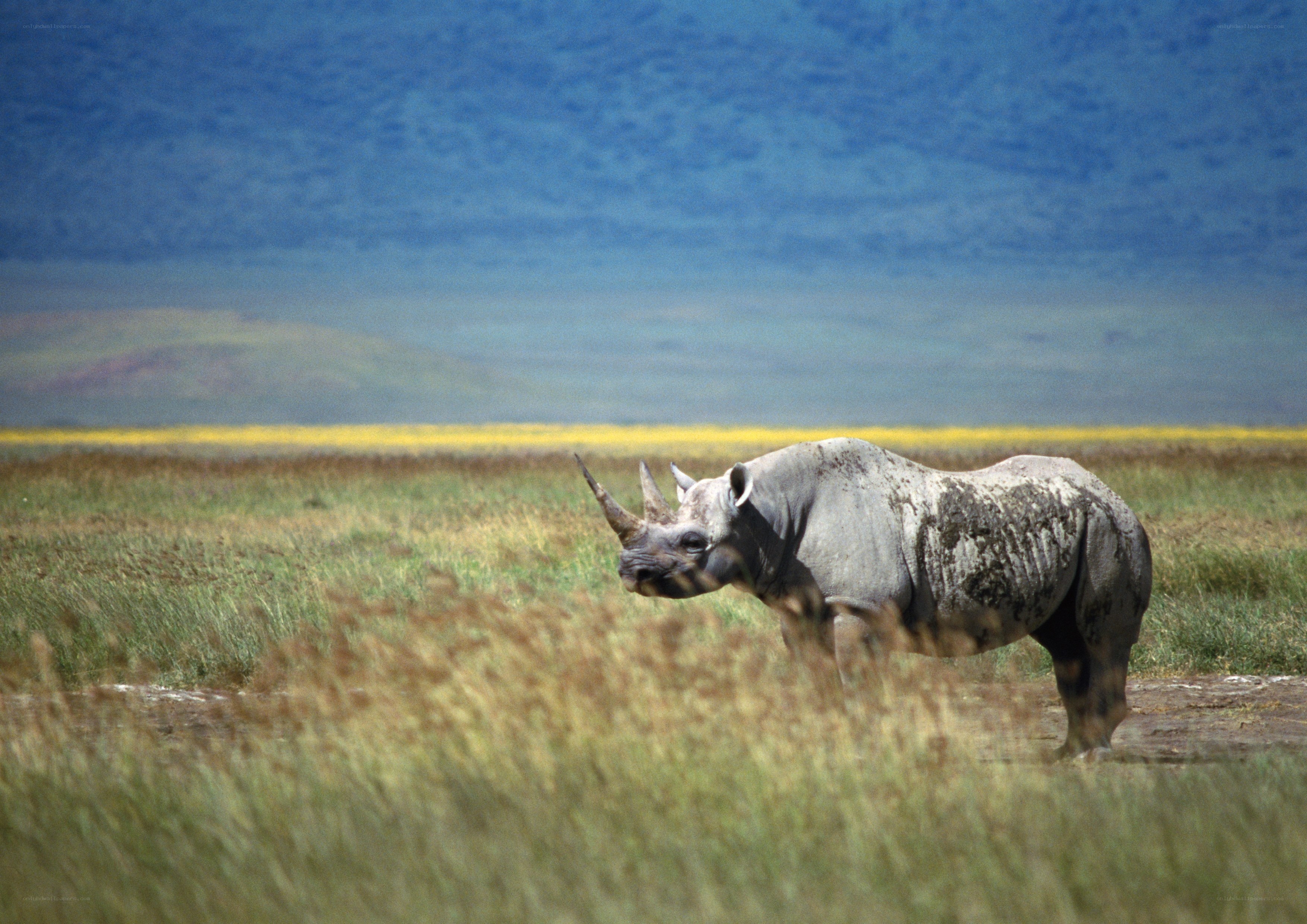 Rhino in a grassy field