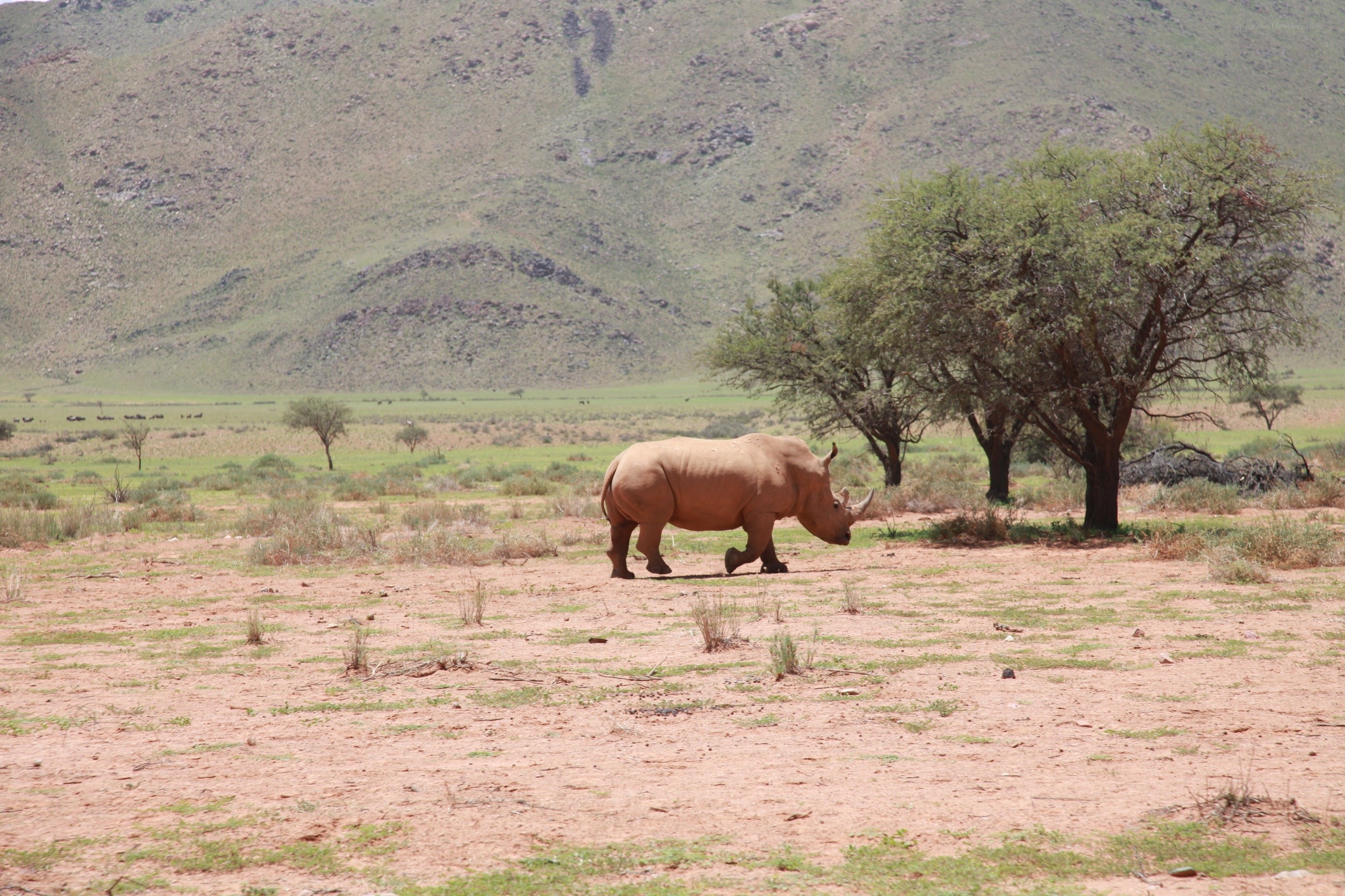 Rhino in a savanna landscape