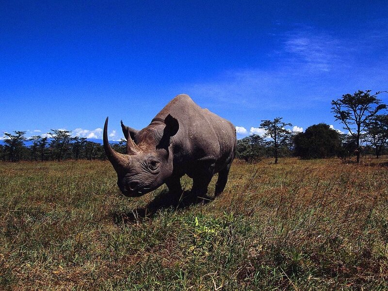Rhino in African savanna
