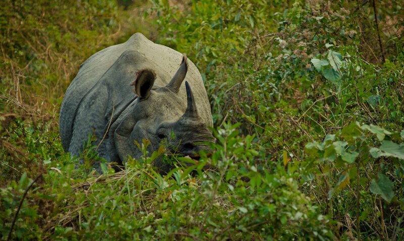rhino in dense foliage