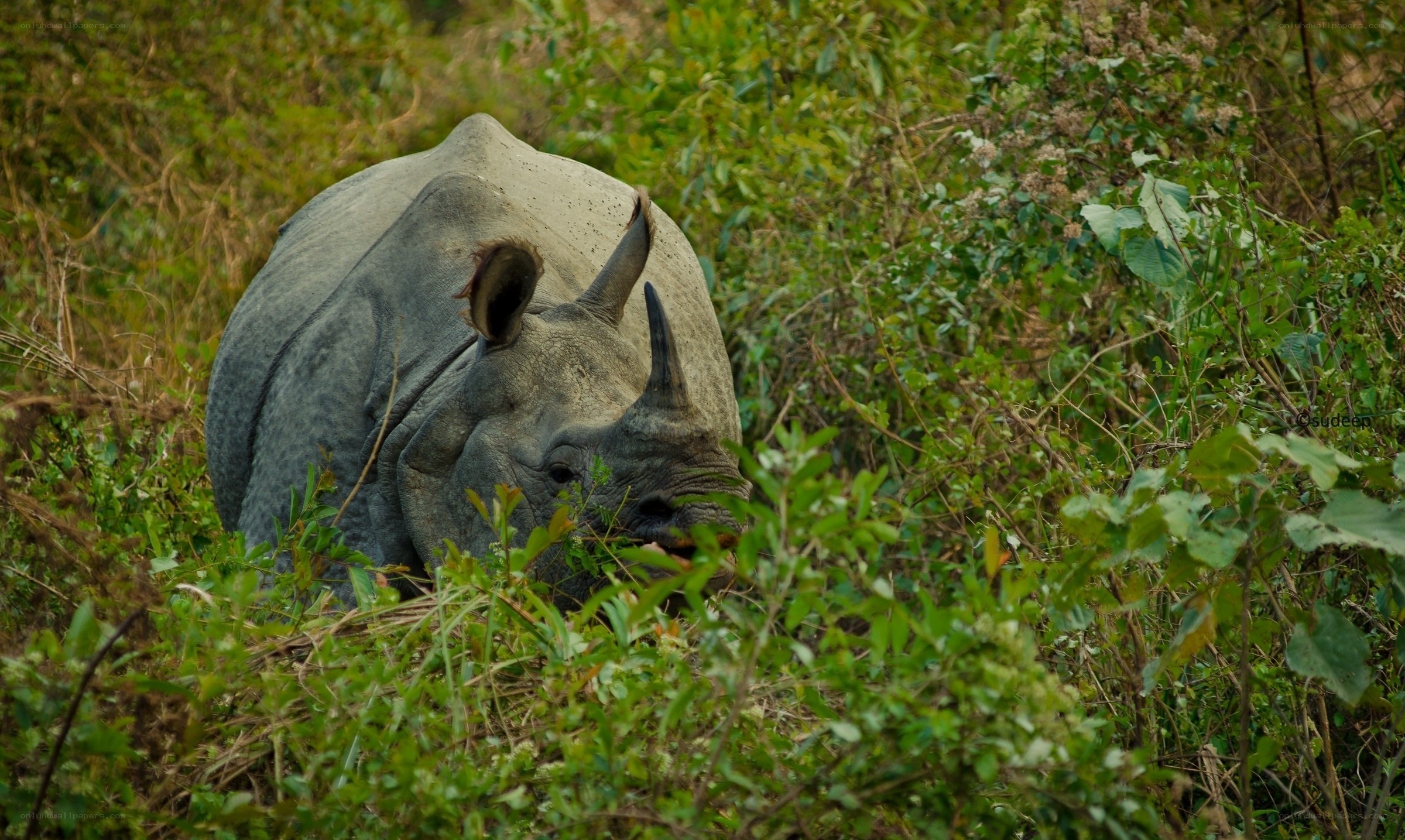 rhino in dense foliage