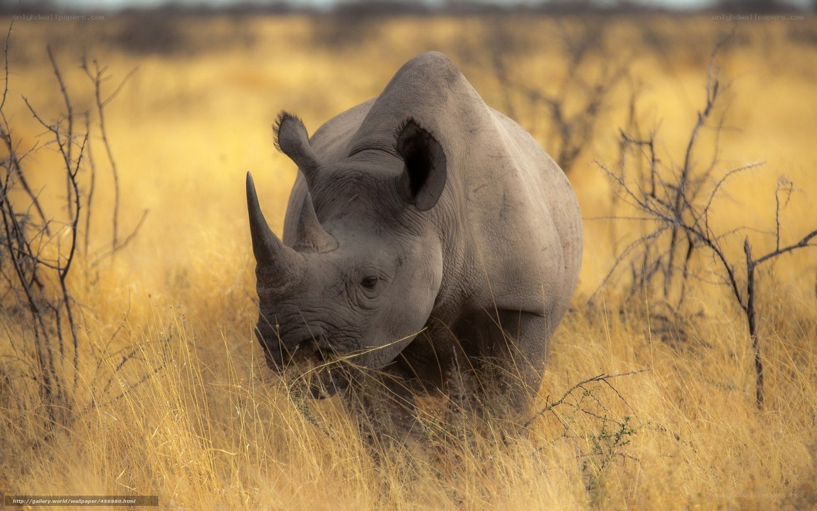 rhino in golden grass