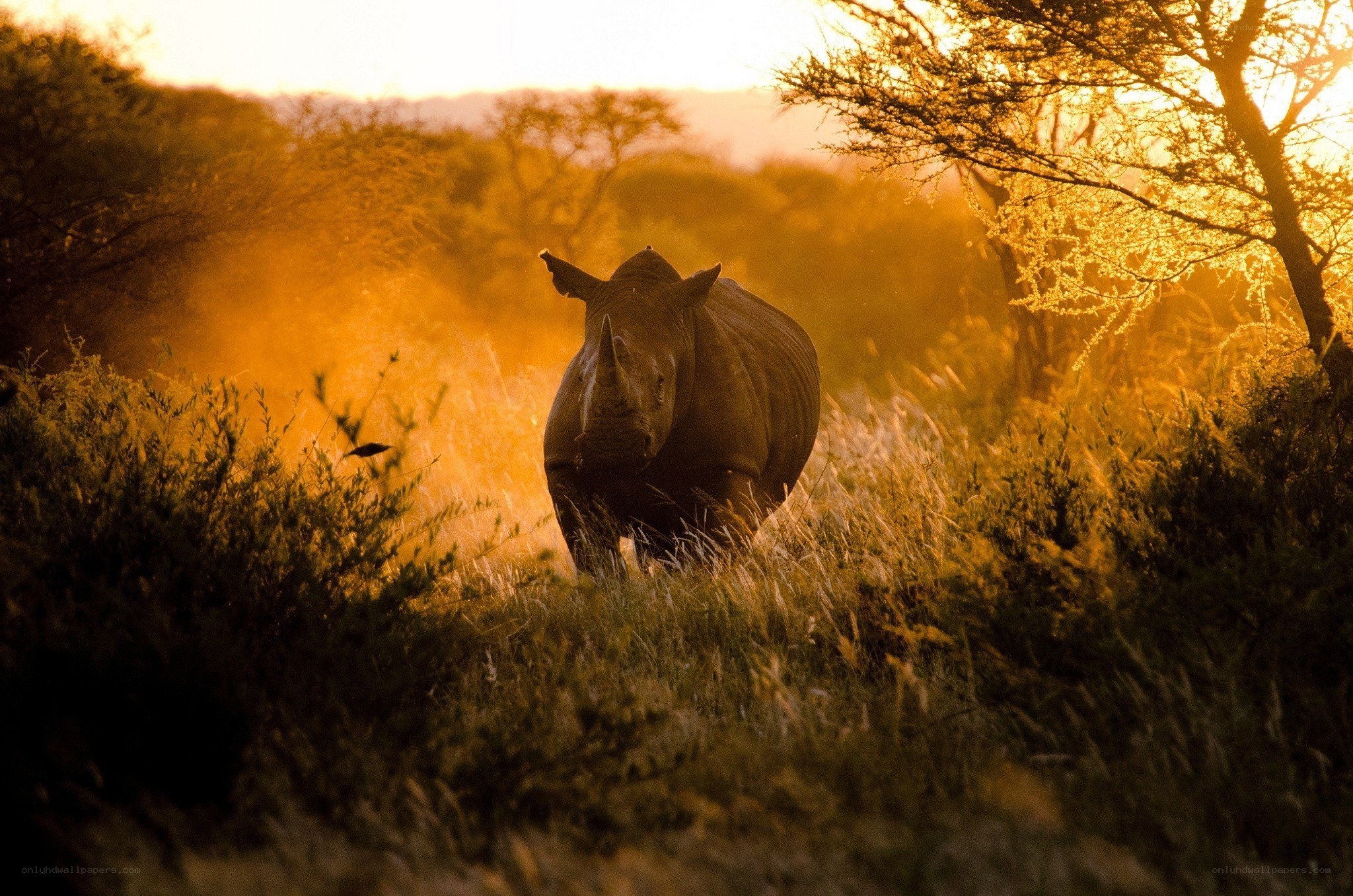 rhino in golden sunset