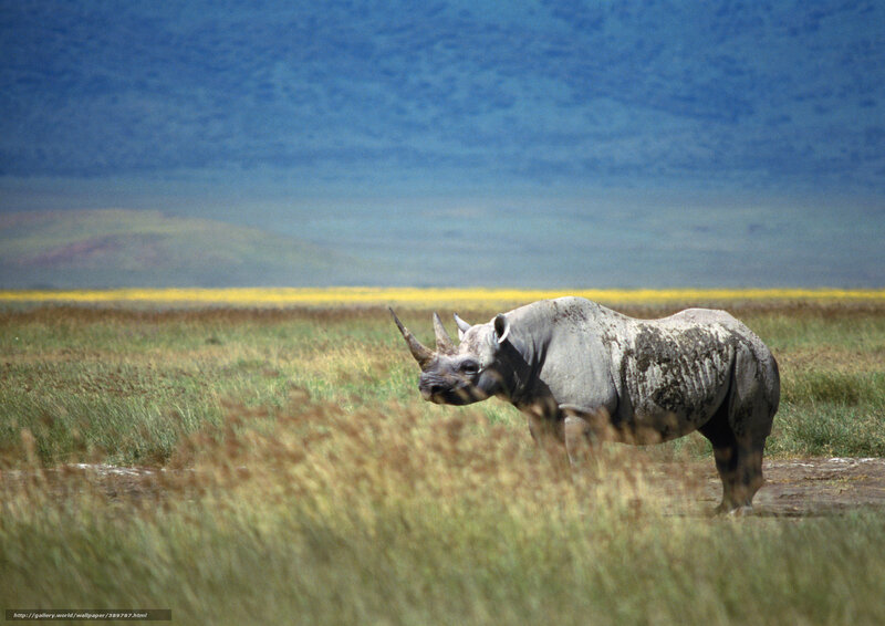 rhino in grassy field