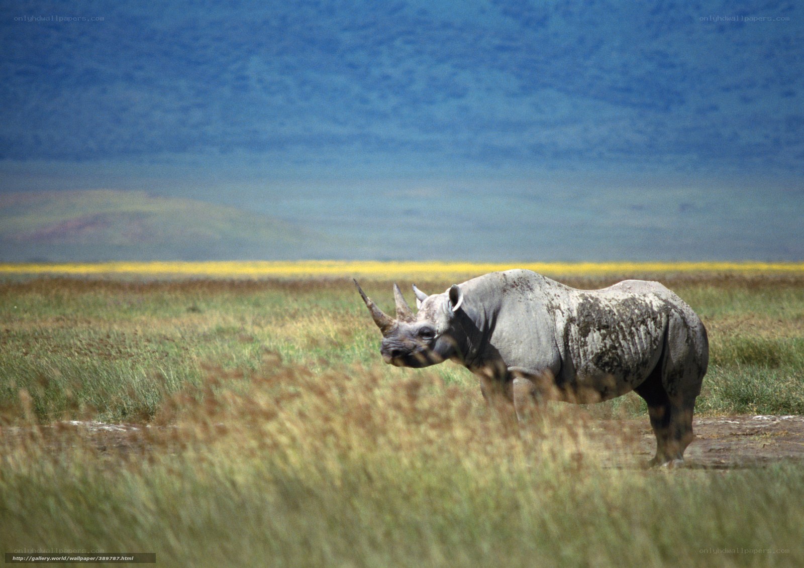 rhino in grassy field