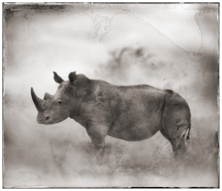 Rhino in misty landscape