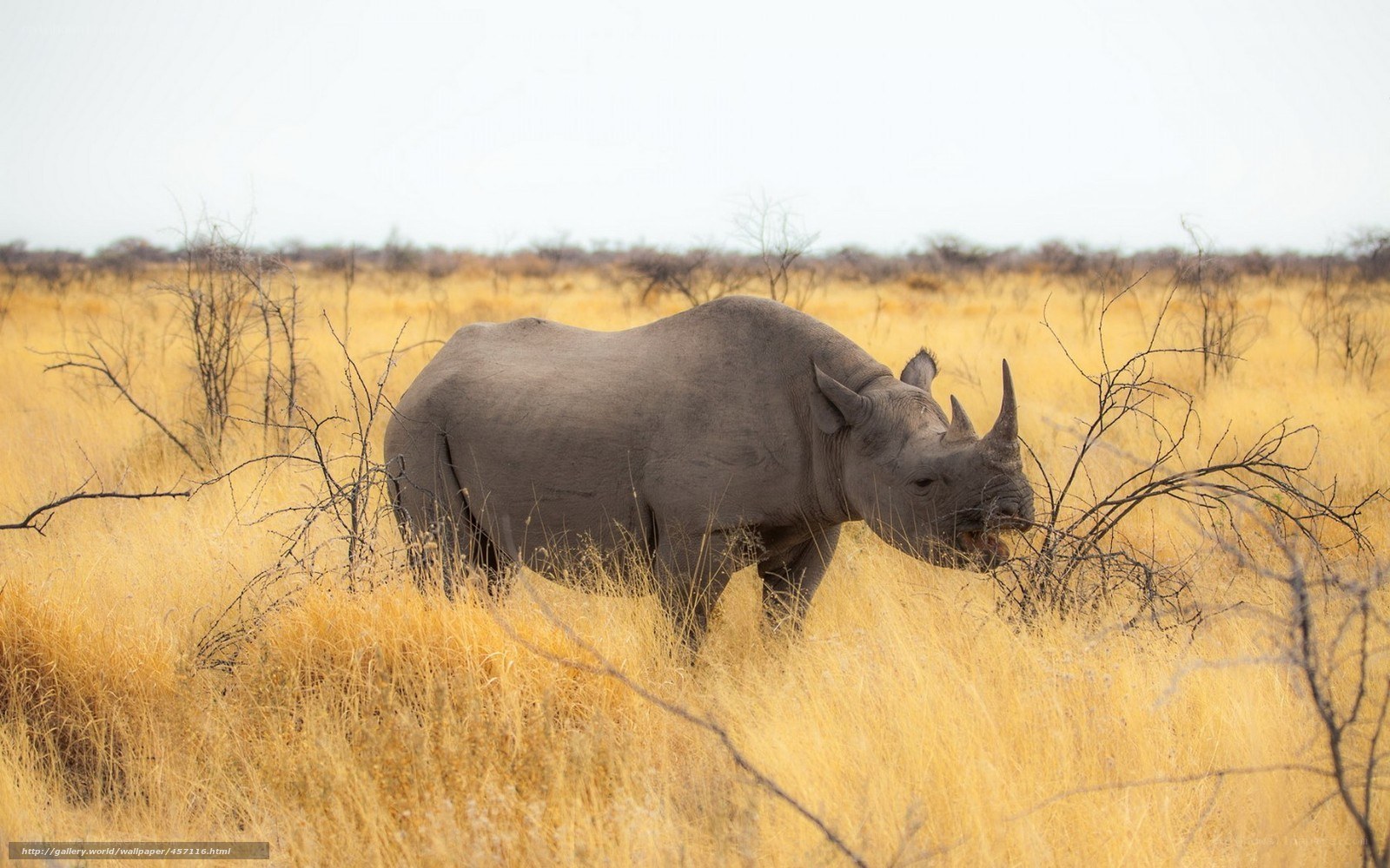 rhino in savanna grass
