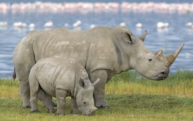 Rhino mother and calf
