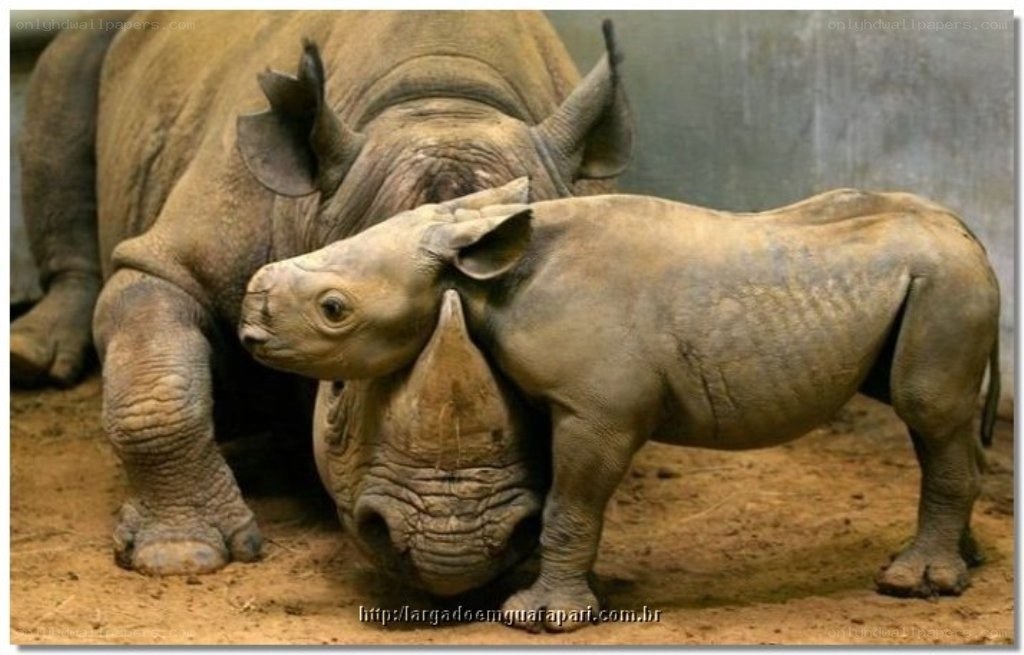 rhino mother and calf