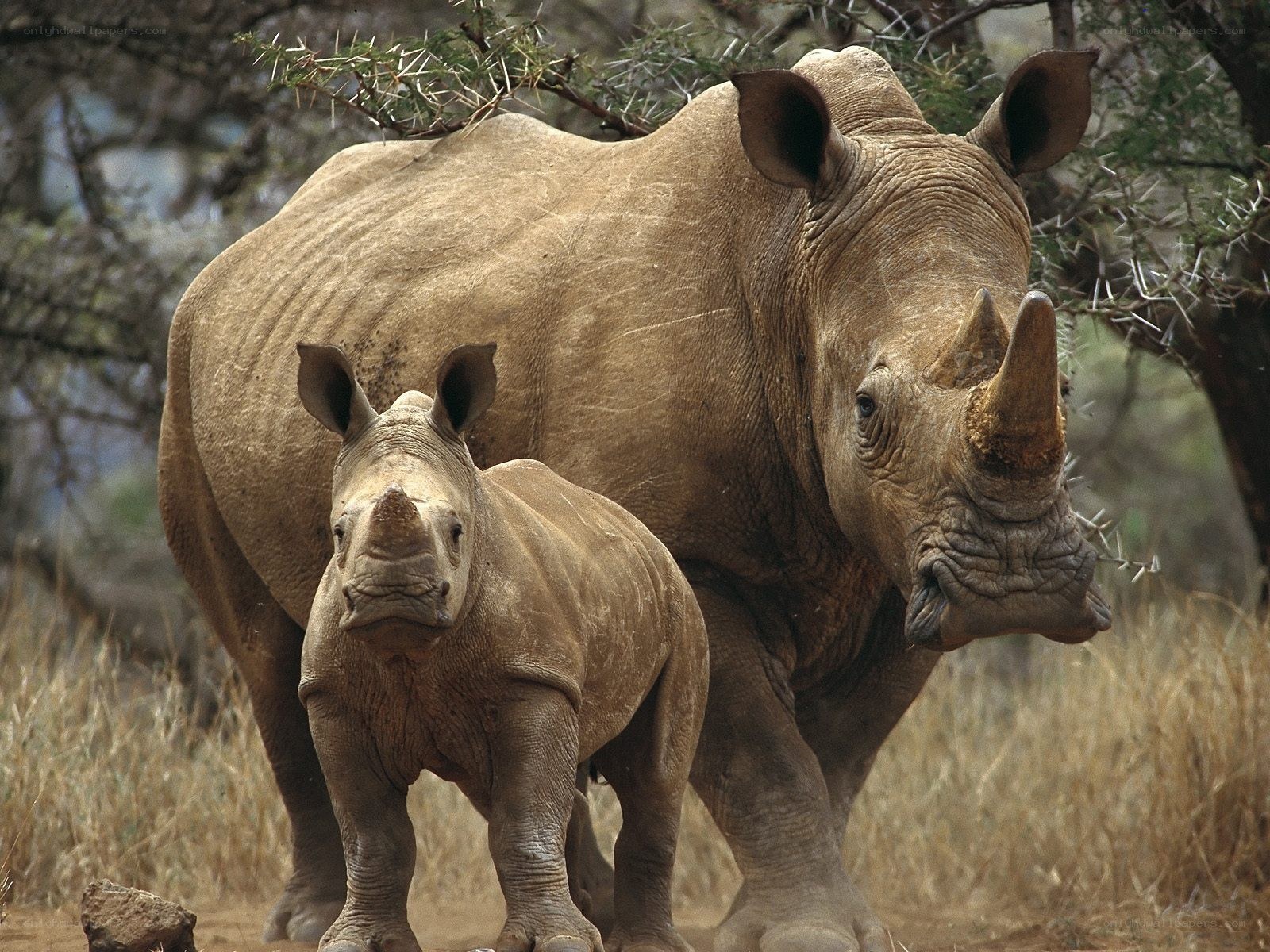 Rhino mother and calf