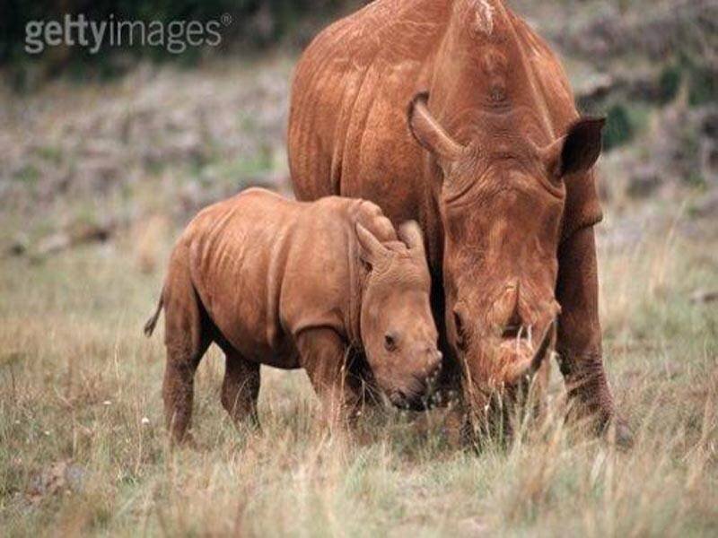 Rhino mother and calf