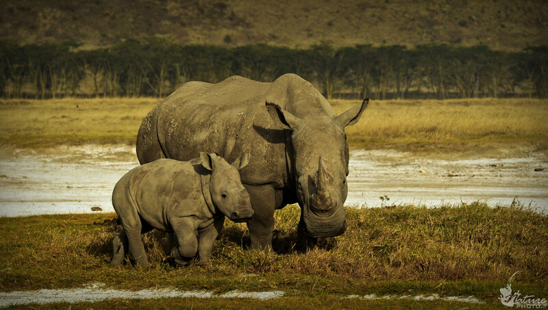 Rhino Mother and Calf — Brown