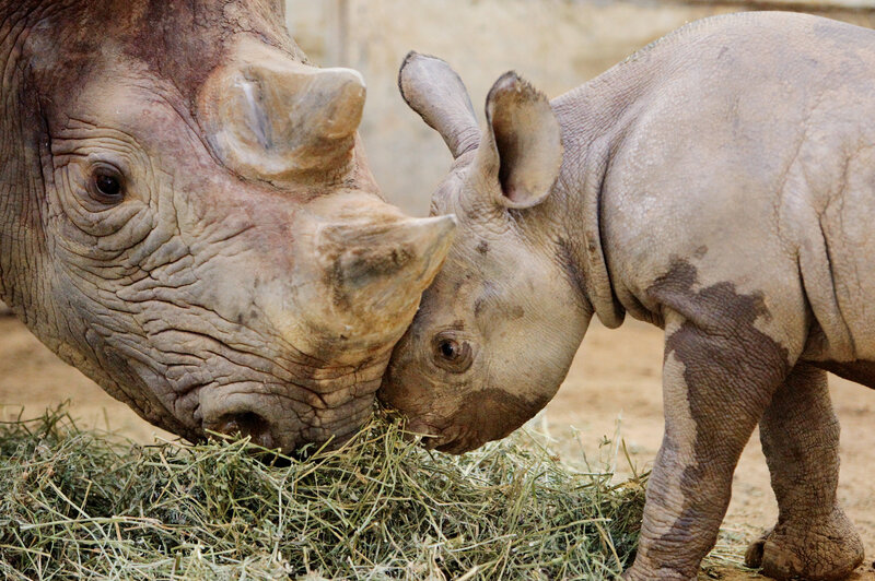 Rhino mother and calf eating hay