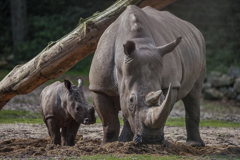 Rhino Mother and Calf — Gray, Calm