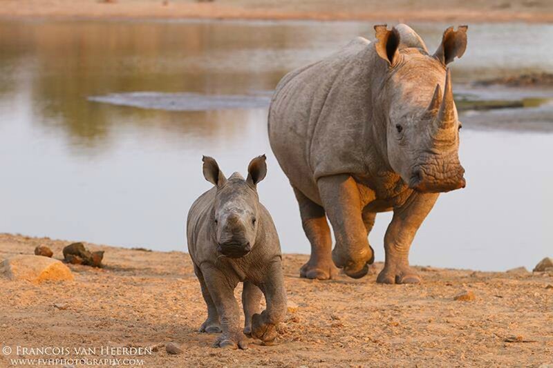 Rhino Mother and Calf — Gray