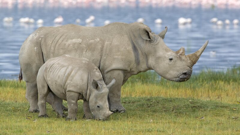 Rhino mother and calf grazing