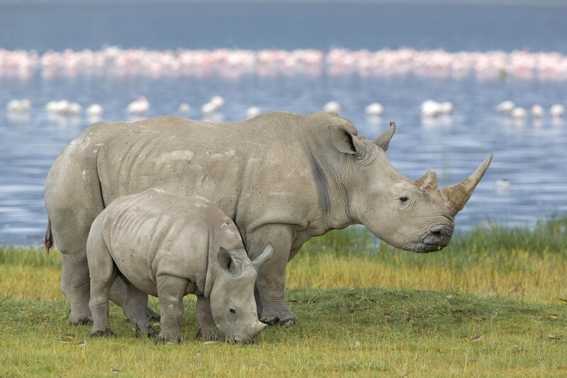 Rhino mother and calf grazing