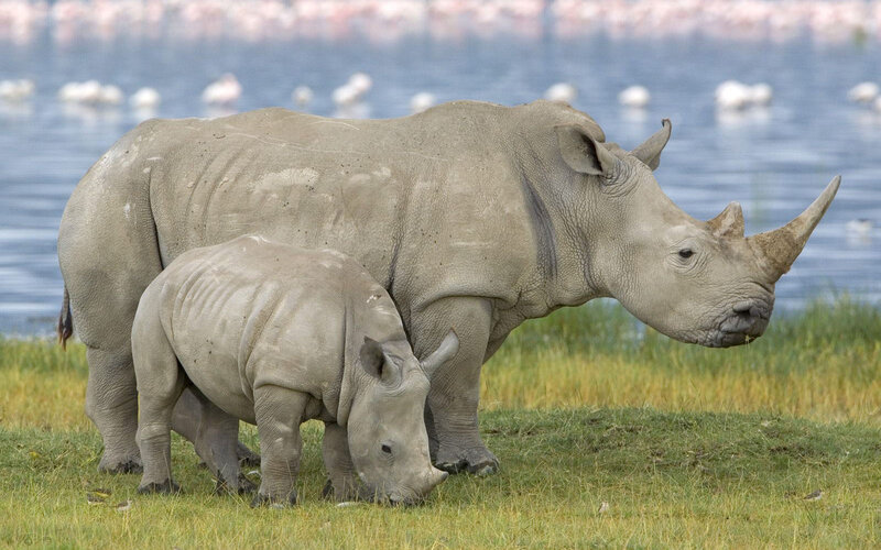 Rhino mother and calf grazing