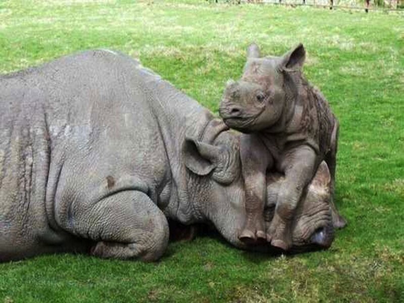 Rhino Mother and Calf — Green, Calm, Afternoon