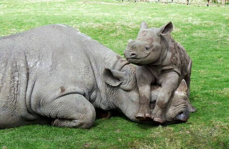Rhino Mother and Calf — Green, Calm